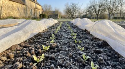 Épinards ultra tendres dès avril : semez dès fin février cette variété spéciale que vos voisins n&rsquo;ont pas