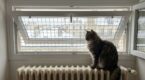 Fenêtre oscillo-battante : ce petit passage qui fascine tant les chats cache un danger que vous sous-estimez
