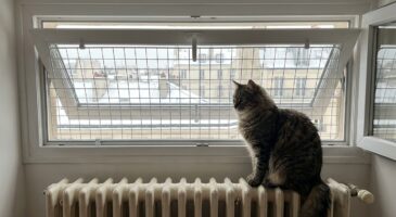 Fenêtre oscillo-battante : ce petit passage qui fascine tant les chats cache un danger que vous sous-estimez