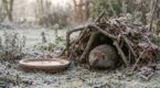 Février : ce geste tout bête des Allemands pour sauver les hérissons, à copier d&rsquo;urgence au jardin