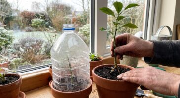Fin d’hiver : cette méthode des anciens pour obtenir plusieurs citronniers gratuits à partir d’une seule branche