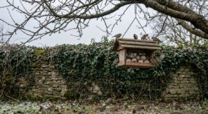Fin d’hiver : cette plante « envahissante » que tout le monde arrache sauve en silence les oiseaux du jardin
