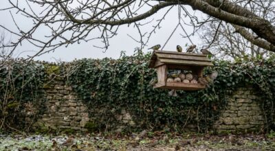 Fin d’hiver : cette plante « envahissante » que tout le monde arrache sauve en silence les oiseaux du jardin