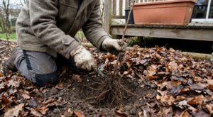 Framboisiers : cette règle de calendrier à la plantation que la plupart ignorent pour des récoltes XXL