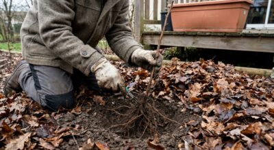Framboisiers : cette règle de calendrier à la plantation que la plupart ignorent pour des récoltes XXL