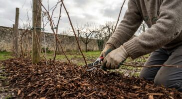 Framboisiers remontants : ce geste d’hiver méconnu qui transforme votre récolte, mais presque personne ne le fait