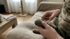 Griffes de votre chat : cette erreur de timing que presque tous les maîtres font et le vrai rythme à adopter