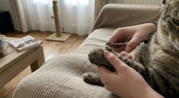 Griffes de votre chat : cette erreur de timing que presque tous les maîtres font et le vrai rythme à adopter