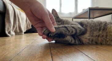 Griffes du chat : ne coupez plus au hasard, ce rythme idéal change totalement selon son mode de vie