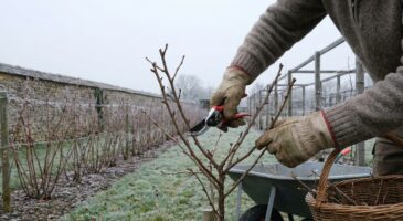 Groseilliers : cette règle polonaise à appliquer avant mars, sinon vous perdez jusqu’à 40 % de fruits en 2026