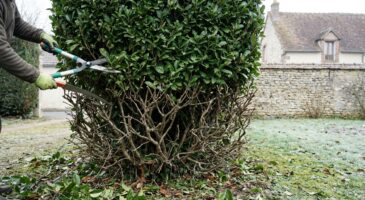 Haies qui se dégarnissent : cette erreur de coupe les fait mourir lentement chez des milliers de Français