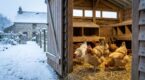 Hiver : si vous bouchez tout votre poulailler, vous faites cette erreur, voici l’ouverture qui change tout