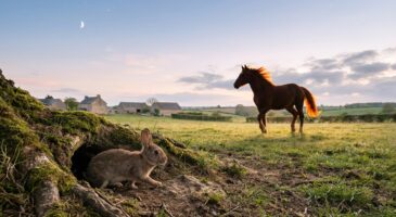 Horoscope chinois 2026 : ce que le Cheval de Feu prépare au signe du Lapin va bouleverser vos repères