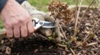 Hortensias : ce geste de février que tout le monde oublie et qui décide de la floraison spectaculaire du printemps