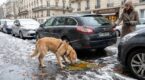 Il a léché une flaque sous une voiture : ce poison d’antigel en hiver qui peut tuer votre chien en 24 heures