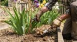 Iris sans fleurs : ce geste oublié après la floraison ruine tout, des milliers de jardiniers le négligent