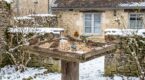 J’ai testé 3 mangeoires cet hiver : ce modèle tout simple a attiré le plus d’espèces dans votre jardin