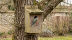 Jardin : cette erreur de timing avec vos nichoirs les transforme en squats à rongeurs, voici le bon moment pour agir