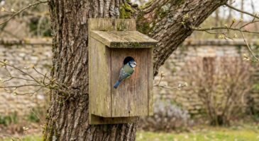 Jardin : cette erreur de timing avec vos nichoirs les transforme en squats à rongeurs, voici le bon moment pour agir