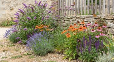 Jardin sec : ces 5 vivaces méconnues créent un massif sans arrosage ni taille, rempli de papillons même en canicule