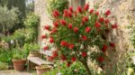 Jardiniers : ce drôle d&rsquo;arbuste rouge qui affole les abeilles et résiste au froid est à planter sans tarder ce printemps
