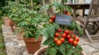 Jardiniers : cette variété ancienne méconnue à semer en février donne des tomates rouges dès juin