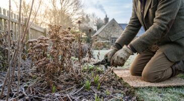 Jardiniers : si vous taillez vos vivaces avant ce moment clé, vous ruinez leur floraison du printemps