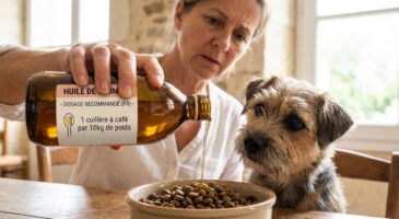 « Je lui donnais ce complément chaque matin » : cette huile riche en oméga-3 qui met votre chien en danger