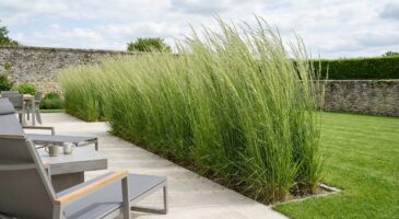 Je ne planterai plus jamais de bambou : cette autre graminée fait un brise-vue parfait sans jamais envahir
