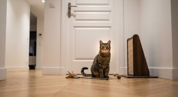 Laisser son chat seul la nuit : cette habitude rassurante peut vous coûter très cher sans que vous le sachiez