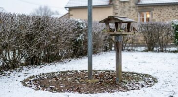 Mangeoire vide dans votre jardin : ne la mettez surtout pas à cet endroit que les oiseaux redoutent