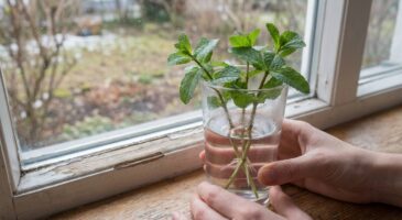Menthe du supermarché qui dépérit : ce geste en février la transforme en buisson géant dès le printemps