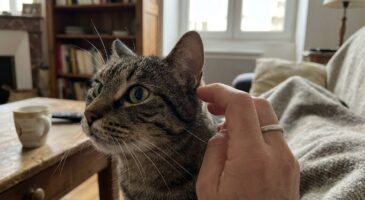 Moustaches de votre chat : ce réflexe anodin que vous avez sans y penser peut bouleverser son équilibre et son moral