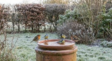 Oiseaux absents de votre jardin : ce geste oublié à faire avant fin février pour les faire revenir en masse