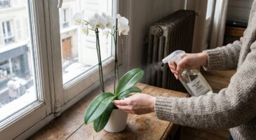 Orchidée qui ne refleurit plus : ce rituel japonais de 10 minutes est à tester avant de la jeter