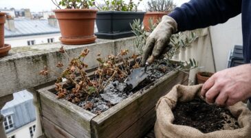 Oubliez l’engrais : ce geste méconnu au balcon réanime vos potées après l’hiver et dope la floraison