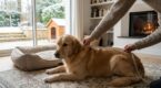 Panier ou niche pour chien : ces 3 mesures trop souvent oubliées évitent 40 % des retours et un couchage boudé