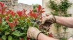 Photinia : ne taillez plus vos arbustes comme avant, cette taille en 2 temps des paysagistes fait exploser le rouge