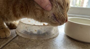 Points noirs sous le menton de votre chat : cette gamelle répandue lui abîme la peau, voici par quoi la remplacer