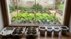 Potager : avec 20 € et 2 m², cette méthode d’hiver sans matériel cher change un simple rebord de fenêtre en récoltes XXL