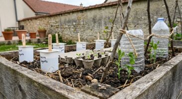 Potager : ces gadgets que tout le monde achète sont une arnaque, ce que vous avez déjà chez vous suffit