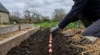 Potager : cet oignon breton AOP, ultra doux et rustique, se plante maintenant et ne demande presque aucun soin