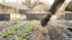 Potager d’hiver : semez dès février cette salade sauvage ultra-rustique pour des feuilles croquantes avant le printemps
