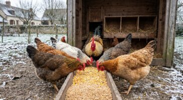 Poules qui ne pondent plus : cette erreur avec les grains en hiver bloque la reprise de la ponte chez vous