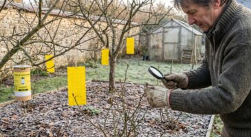 Pucerons sur vos rosiers : cette technique allemande à faire dès février pour ne plus en voir un seul au printemps