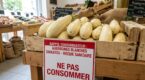 Rappel Conso : ce légume exotique de TROPIC ISLAND contient un pesticide interdit, risque enfants et femmes enceintes