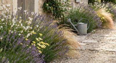 Restrictions d’eau : plantez ces vivaces increvables et vous oublierez l’arrosoir tout l’été sans manquer de fleurs