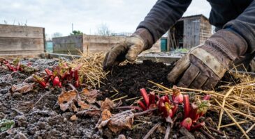 Rhubarbe : ces gestes secrets à faire en février que presque personne ne fait (et qui changent tout au printemps)