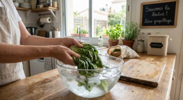 Salade ramollie au frigo : ne la jetez plus, ce bain de grand-mère la rend plus fraîche et croquante qu&rsquo;au premier jour