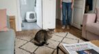 Votre chat n’utilise plus sa litière : ce changement anodin chez vous peut tout faire dérailler